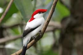 Chim di có bộ lông đặc biệt trước bờ vực tuyệt chủng 