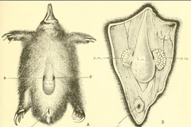 Kỳ dị những loài thú đẻ trứng cuối cùng tồn tại trên Trái đất 