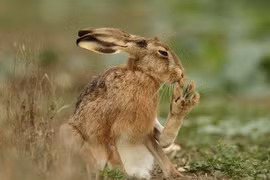 Đôi chân dị thường của loài thỏ chạy nhanh nhất thế giới 