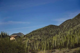 Kho báu khủng từ 'cái nôi' của nền nông nghiệp cổ châu Mỹ 