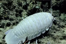 Loài bọ khổng lồ khiến nhiều người rùng mình, ở Việt Nam là đặc sản 