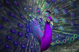 Sự thật khó tin về loài chim đẹp nhất hành tinh, Việt Nam cũng có 