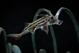 Cận cảnh loài cá 300 triệu tuổi, cổ xưa nhất còn tồn tại trên Trái đất 