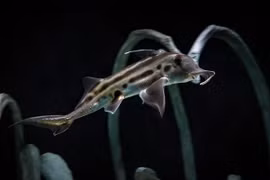 Cận cảnh loài cá 300 triệu tuổi, cổ xưa nhất còn tồn tại trên Trái đất 