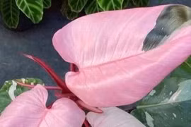 Trầu bà công chúa hồng tuyệt đẹp, cây cảnh phong thủy hút lộc sang trọng