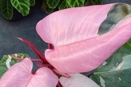 Trầu bà công chúa hồng tuyệt đẹp, cây cảnh phong thủy hút lộc sang trọng