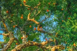 Loài cây quý xanh tốt bốn mùa, tượng trưng tài lộc sung túc