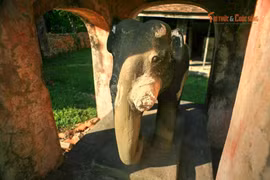 Điện Voi Ré Huế và Truyền thuyết voi chiến triều Nguyễn gây xúc động