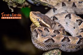 Infographic: Loài rắn độc đáng sợ nhất Việt Nam