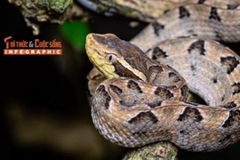 Infographic: Loài rắn độc đáng sợ nhất Việt Nam