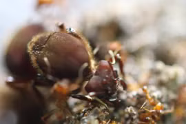 Côn trùng kỳ lạ biết canh tác nông nghiệp trước nhân loại cả triệu năm 