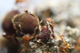 Côn trùng kỳ lạ biết canh tác nông nghiệp trước nhân loại cả triệu năm 