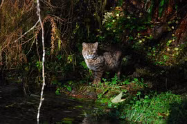 Khám phá vùng đất thiên đường nằm giữa núi cao và đại dương ở Mỹ 