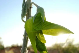 Độc lạ loài hoa giống chim đang bay, là vị thuốc cực quý