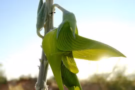 Độc lạ loài hoa giống chim đang bay, là vị thuốc cực quý