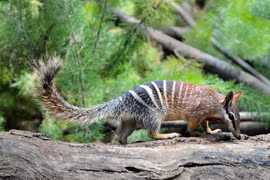 Tận mục loài thú có túi duy nhất ăn mối, có đến 50 cái răng 