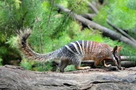 Tận mục loài thú có túi duy nhất ăn mối, có đến 50 cái răng 