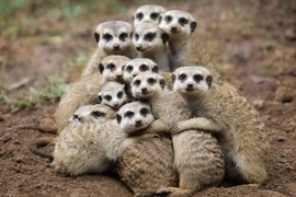 Tận thấy loài cầy vằn đeo kính râm tự nhiên, sống cực kỳ kỷ luật