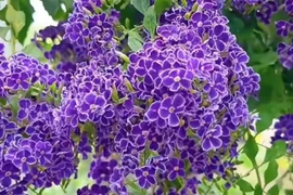 Cây cảnh hoa xanh biếc như nền trời, hút may... chiêu lộc