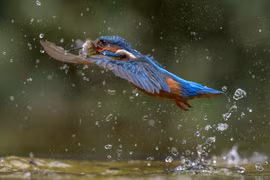 Loài chim tuyệt đẹp được mệnh danh 'tia chớp xanh', Việt Nam có nhiều