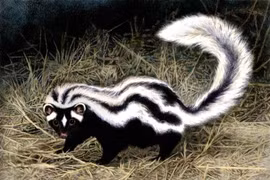 Tận thấy loài vật hôi nhất châu Phi, sư tử cũng... tránh xa 