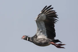 Quái điểu có gai nhọn ở cánh, đánh nhau thiện nghệ