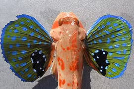 Loài cá có cánh bướm tuyệt đẹp và khả năng đi bộ độc nhất