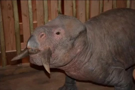 Sinh vật kỳ lạ kỷ Tam Điệp, nặng 1 tấn y hệt hà mã có ngà 