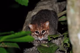 Soi loài mèo quý hiếm nhất thế giới, có hộp sọ dẹt khác thường 