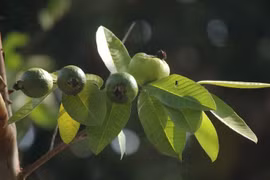 Sự thật kỳ thú không phải ai cũng biết về cây ổi 