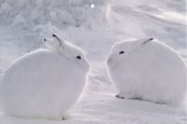 Cận cảnh loài thỏ tai ngắn chân to sống nơi khắc nghiệt nhất thế giới 