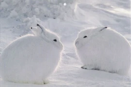 Cận cảnh loài thỏ tai ngắn chân to sống nơi khắc nghiệt nhất thế giới 