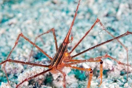 Tận thấy loài cua kỳ dị nhất thế giới, ngụy trang cực đỉnh 