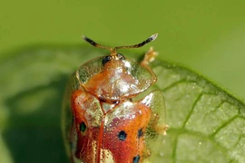 Cận cảnh bọ rùa vàng quý hiếm, bậc thầy ngụy trang biến hình