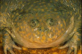 Ếch quái vật chôn mình trong kén suốt nửa năm, hồi sinh khi mưa xuống