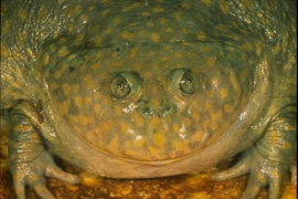 Ếch quái vật chôn mình trong kén suốt nửa năm, hồi sinh khi mưa xuống