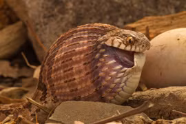 Loài rắn kỳ dị không ăn gì ngoài trứng, có ‘dao’ trong cổ để phá vỡ vỏ