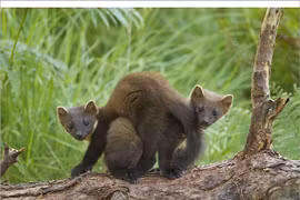 Khả năng đặc biệt của loài chồn 'thống trị' châu Âu 