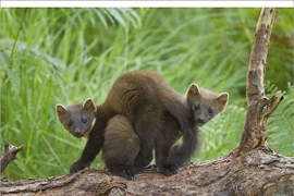 Khả năng đặc biệt của loài chồn 'thống trị' châu Âu 