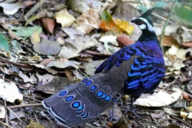 Cận cảnh loài gà rừng đẹp nhất thế giới, mang tên Napoleon đại đế 