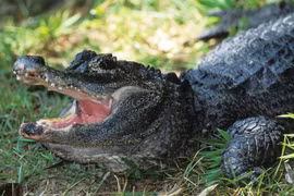 Tận mục loài cá sấu quý hiếm nhất thế giới, chỉ có ở Trung Quốc 