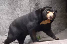 Tiết lộ thú vị về loài gấu nhỏ nhất thế giới chỉ Việt Nam có