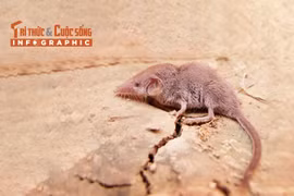 [INFOGRAPHIC]: Loài thú nhỏ nhất thế giới của Việt Nam