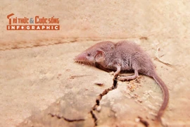 [INFOGRAPHIC]: Loài thú nhỏ nhất thế giới của Việt Nam