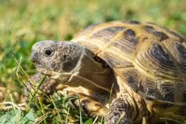 Loài rùa độc đáo bậc nhất hạnh tinh mang tên nước Nga 