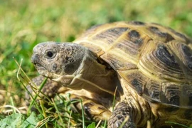 Loài rùa độc đáo bậc nhất hạnh tinh mang tên nước Nga 
