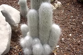 Loài cây trông như ông già râu bạc, giới chơi cảnh ráo riết săn lùng