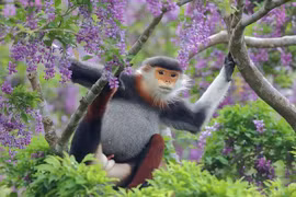 Ngắm "nữ hoàng khỉ" sặc sỡ nhất thế giới của Việt Nam 