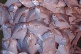 Sự thật thú vị về loài cá 'ngon, đáng đồng tiền' trên mâm cơm Việt