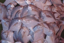 Sự thật thú vị về loài cá 'ngon, đáng đồng tiền' trên mâm cơm Việt